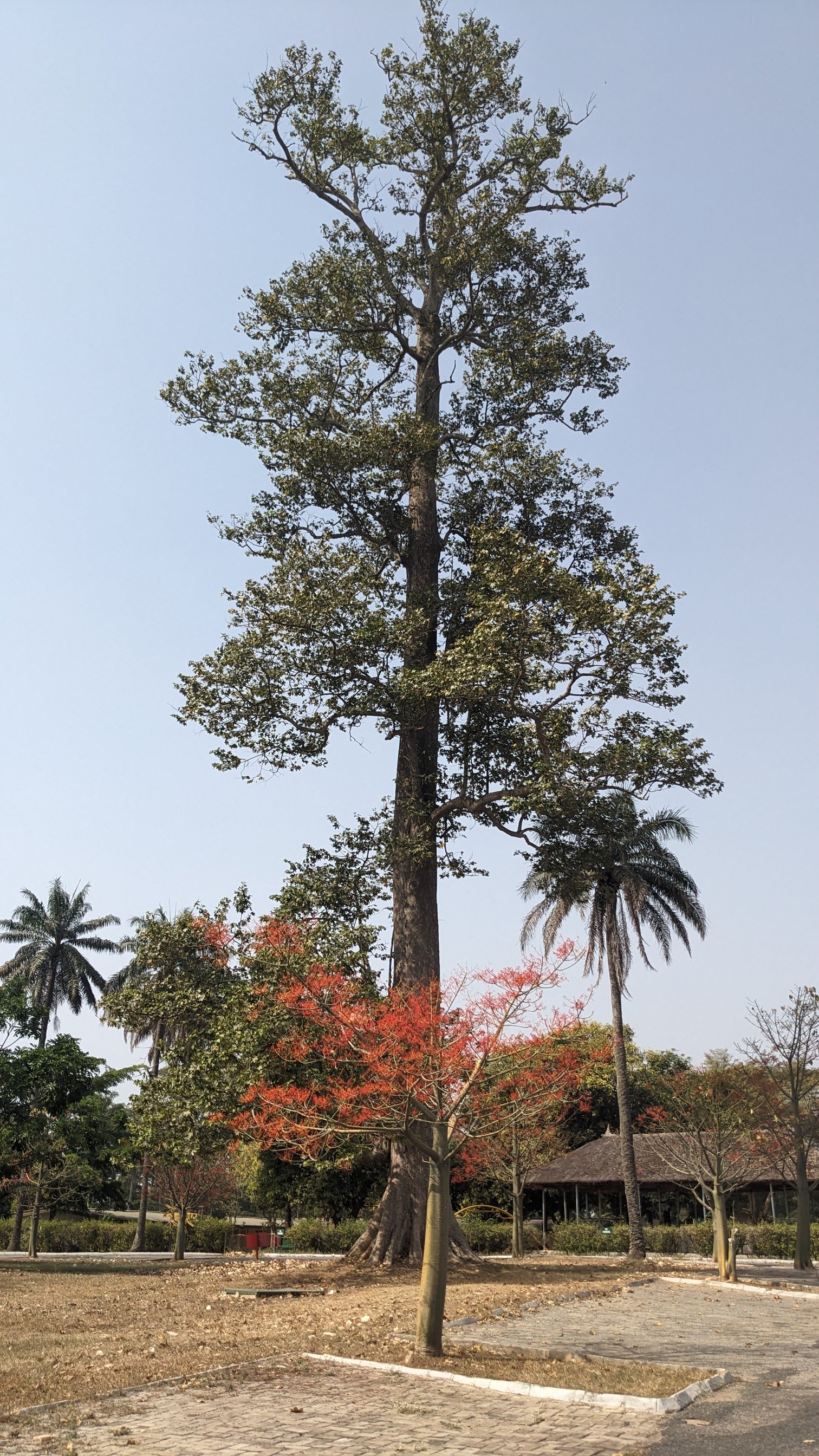 iita tree